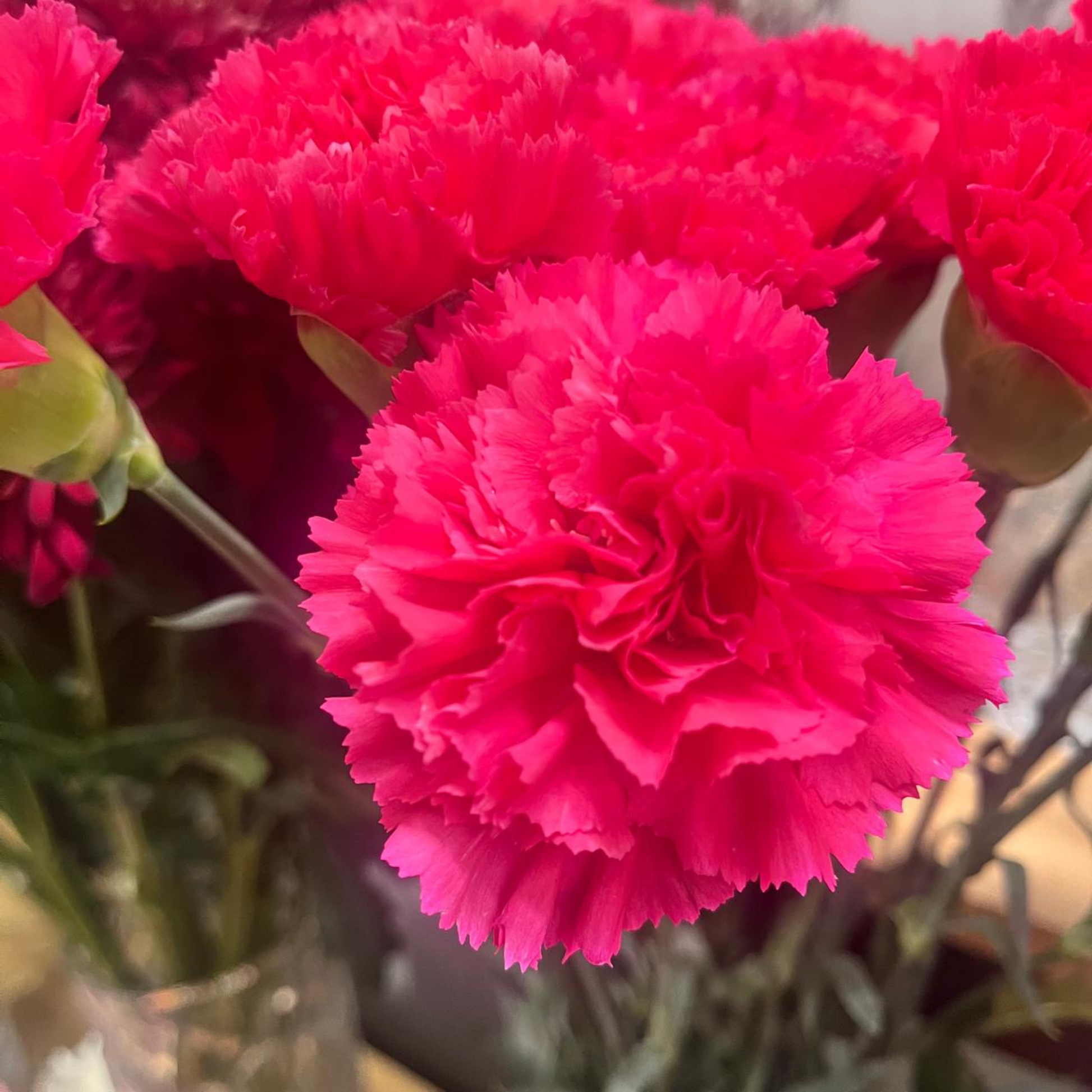 Close-up of a fresh, bright pink carnation bloom.