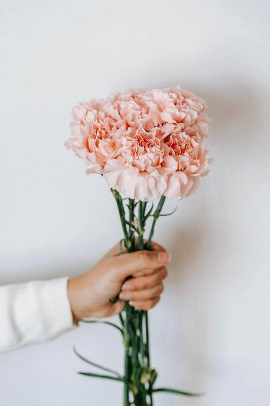 Bundle of blush pink carnations with ruffled petals, showcasing soft romantic blooms perfect for weddings or floral styling