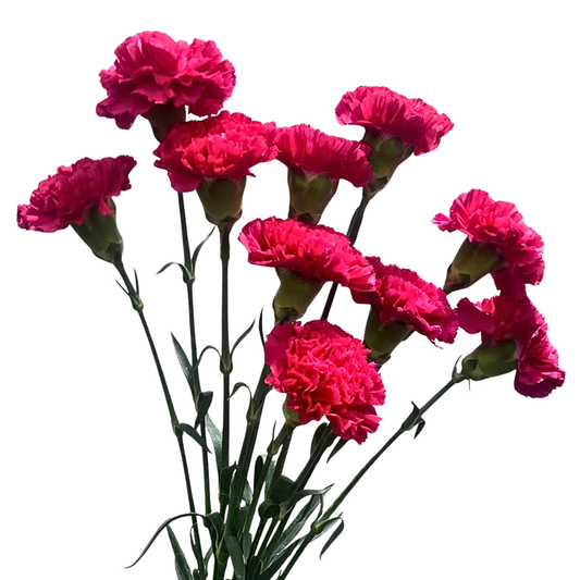 A fresh bunch of bright pink, long-stem carnations.
