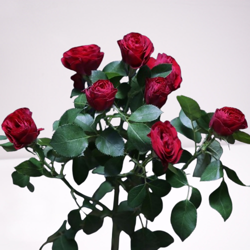 Cherry Red Spray Roses market bunch with multiple vibrant red mini rose blooms on each stem