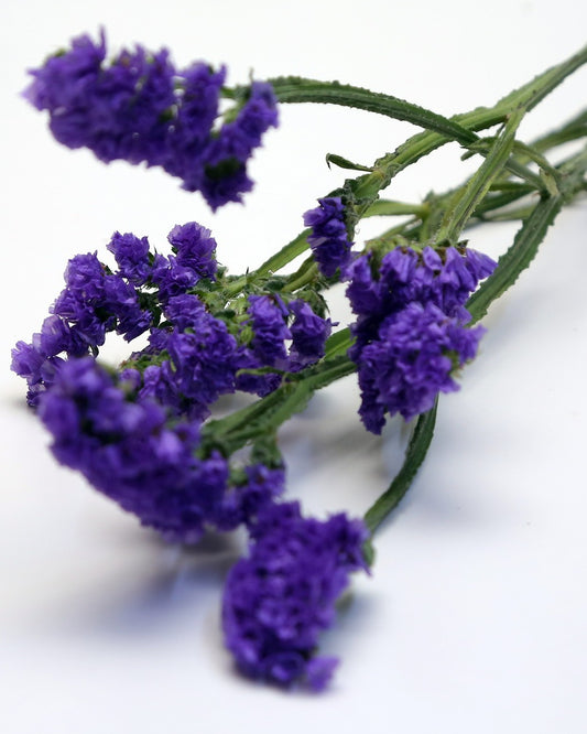 A stem of dark purple Statice Blue flowers. Bunch of 12 stems, styled for vase or bouquet use.