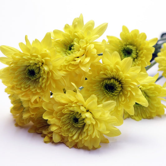Crysanthemums Yellow